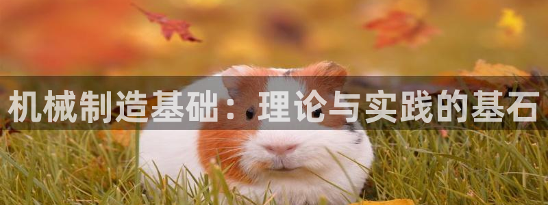 泉州摩根会娱乐有限责任公司管理