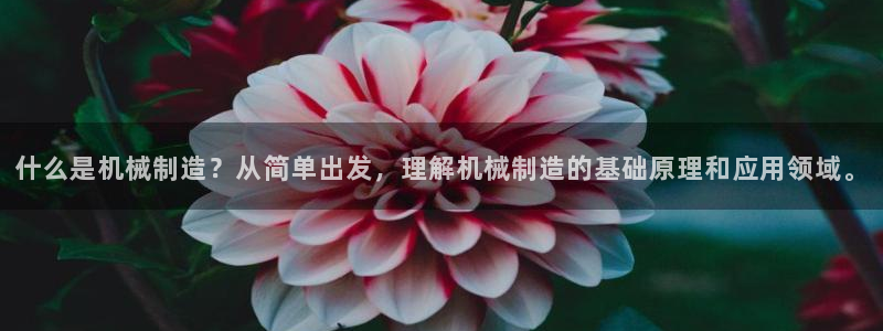 摩根娱乐挂机项目有哪些